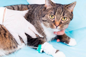 Kot raka piersi - co robić? Kot raka piersi - co robić?